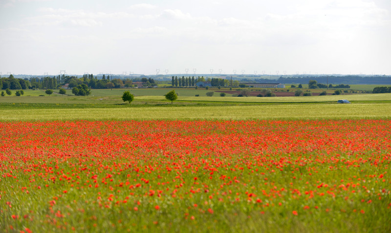 Champ de coquelicots près de Vouillé