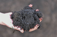 Compost criblé ©Bruno Derbord