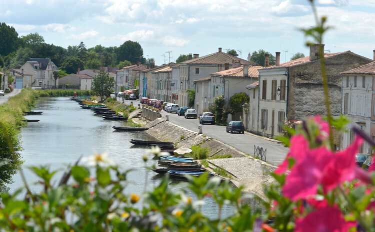 Coulon