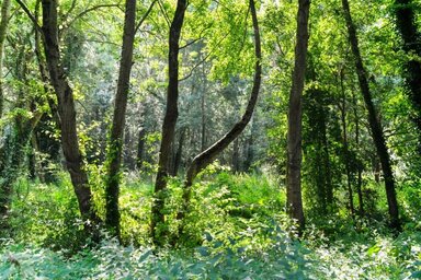 Sous-bois dense et lumineux, hauts arbres aux troncs élancés et végétation luxuriante formant un écosystème naturel foisonnant