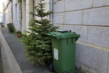 La collecte des sapins de Noël