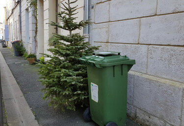 La collecte des sapins de Noël