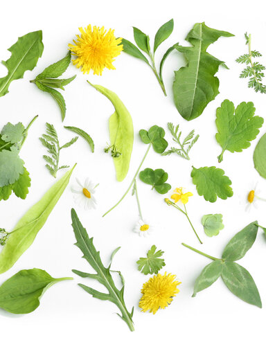 Atelier nature. Mauvaises herbes