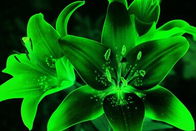 Animation nature - Couleurs magiques de nos jardins potagers