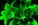 Animation nature - Couleurs magiques de nos jardins potagers