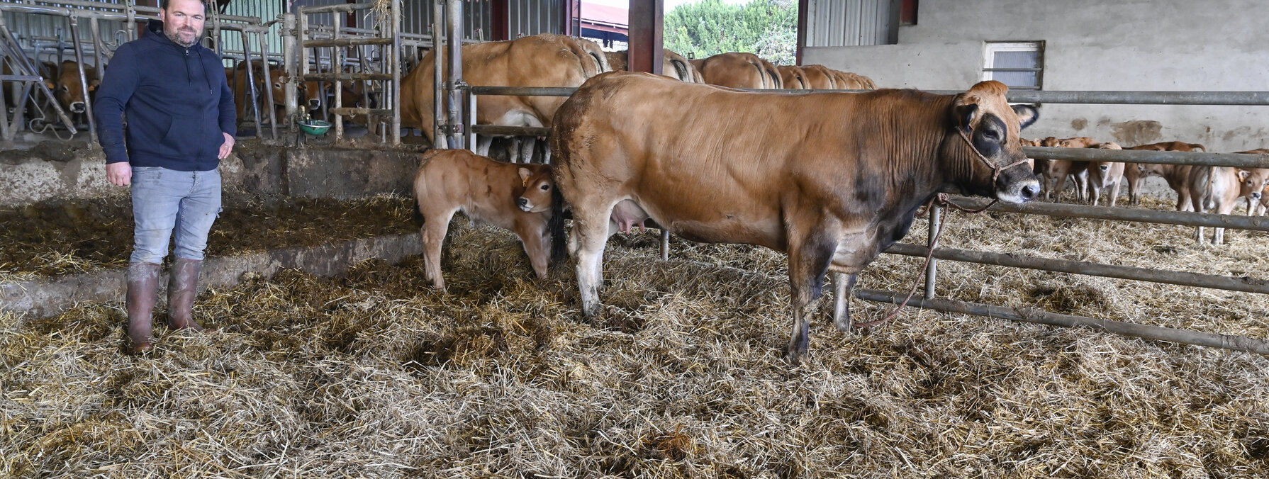 Mathieu Breillat eleveur de parthenaise a Coulon presente sa vache et son veau pour la preselection du Salon de l?Agriculture. EARL Breillat - vaches parthenaises