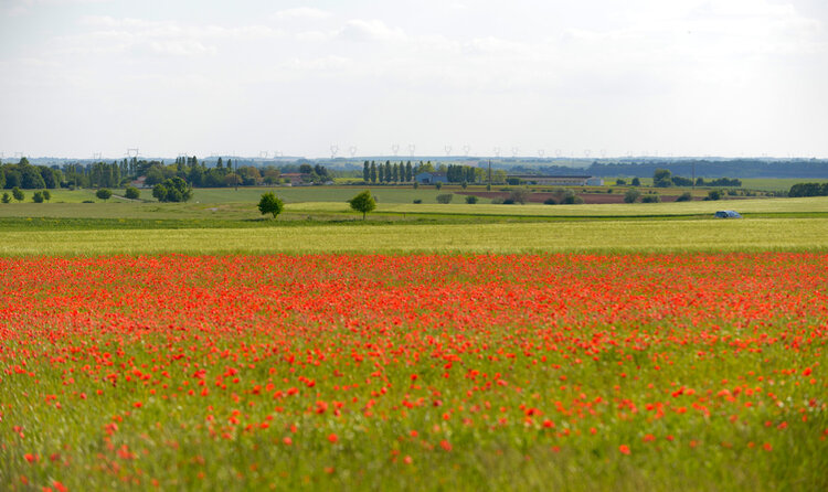 Champ de coquelicots près de Vouillé