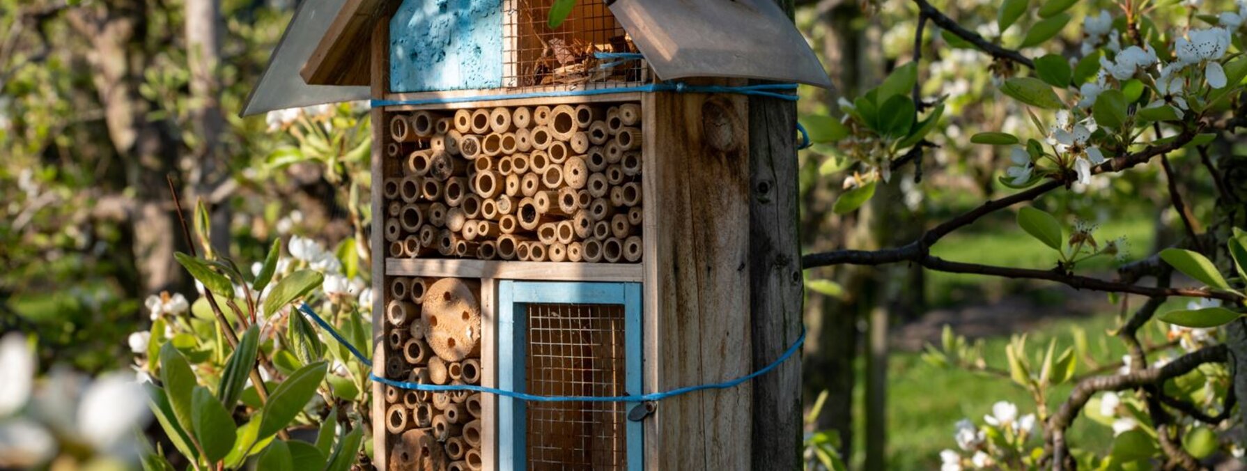 Hôtel à insectes en bois fixé sur un tronc d'arbre, entouré de branches fleuries au printemps
